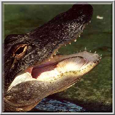 Yawning alligator in Hamat Gader. The Middle East, August 18, 2000