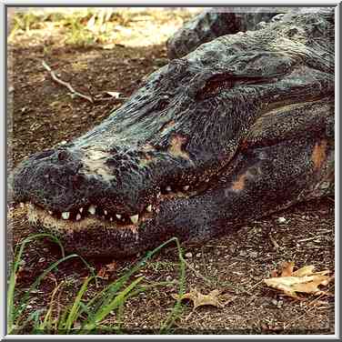 A big Nile crocodile in Hamat Gader. The Middle East, August 18, 2000