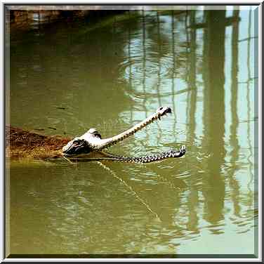 A small crocodile in a pond in Hamat Gader. The Middle East, August 18, 2000