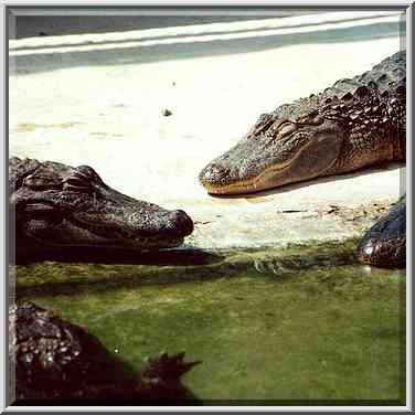 Alligators gathering near a pool during hot ...[2 words]... Gader, the Middle East, August 18, 2000