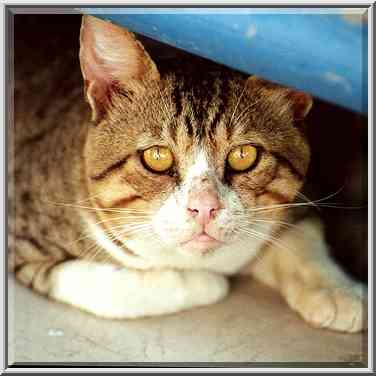 Round faced cat with yellow eyes in Atlit (?). The Middle East, August 24, 2000