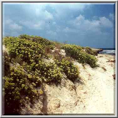 Flowers growing on limestone on a beach near Dor. The Middle East, August 24, 2000