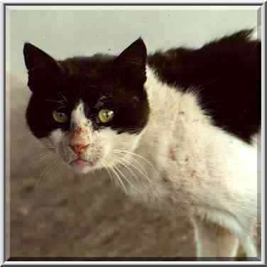 Veteran stray cat near Klausner St. Beer-Sheva, the Middle East, September 2, 2000