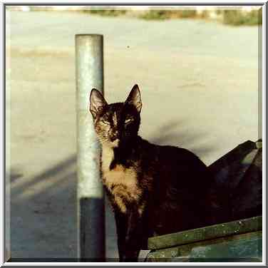 Near Ringelblum St. Beer-Sheva, the Middle East, September 4, 2000