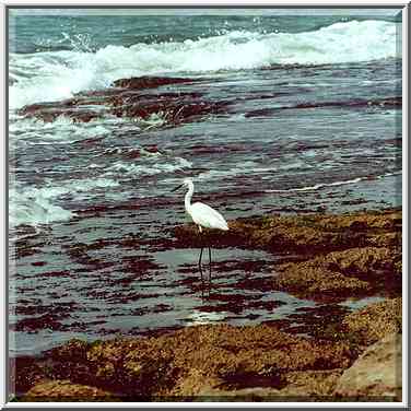 Akhziv beach north from Nahariyya. The Middle East, September 7, 2000