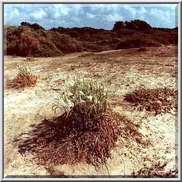 Dusty flowers on a beach south from Rosh Hanikra. The Middle East, September 7, 2000