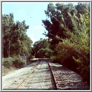 Defunct railroad through lush eucalyptus forest ...[6 words]... The Middle East, September 7, 2000