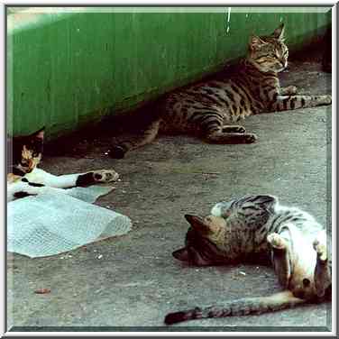 Cats on Nili St. Beer-Sheva, the Middle East, September 9, 2000