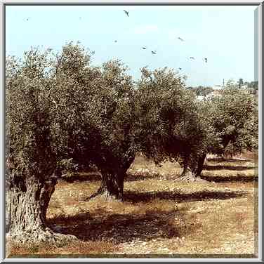 Olive trees south from Ramat Rachel. Jerusalem, the Middle East, September 18, 2000