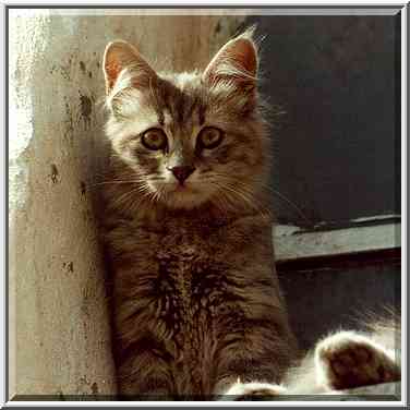 A kitten on a roof near Damascus Gate in Old City ...[2 words]... The Middle East, September 19, 2000