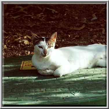 A cat near Ringelblum St. Beer-Sheva, the Middle East, September 22, 2000