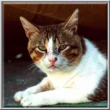 A cat near Ringelblum St. Beer-Sheva, the Middle East, September 23, 2000