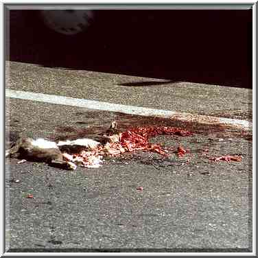 Flattened cat on Ben Gurion Blvrd. near ...[6 words]... the Middle East, September 24, 2000