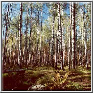 Birches in Sosnovka Park. Sankt Petersburg, Russia, September 26, 2000