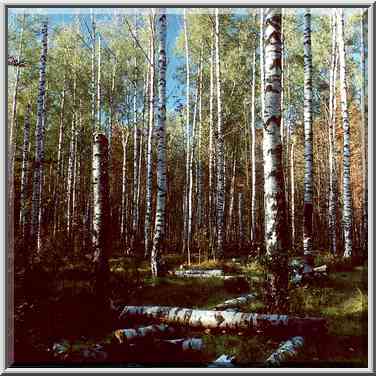 Mushrooms on logs in Sosnovka Park. Sankt Petersburg, Russia, September 26, 2000