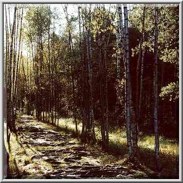 Birch alley in Sosnovka Park. Sankt Petersburg, Russia, September 26, 2000