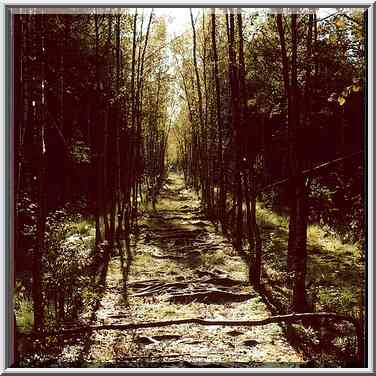 Roots of birches on an alley in Sosnovka Park. Sankt Petersburg, Russia, September 26, 2000