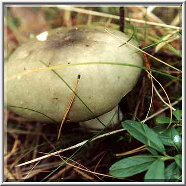 An edible mushroom Russula (Syroezhka in Russian) ...[10 words]... Petersburg. Russia, September 27, 2000