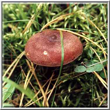 A widespread edible mushroom (Gorkushka in ...[11 words]... Petersburg. Russia, September 27, 2000