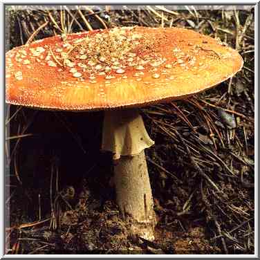 A mushroom Amanita muscaria (Mukhomor in Russian) ...[10 words]... Petersburg. Russia, September 27, 2000