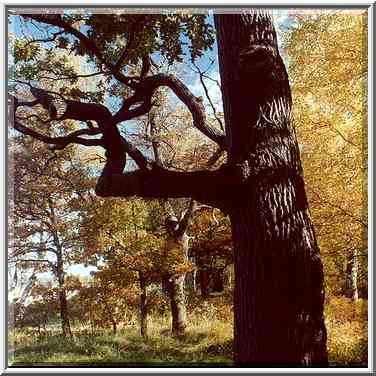 Dybki (oaks) Park in Sestroretsk, 15 miles ...[3 words]... Petersburg. Russia, October 2, 2000