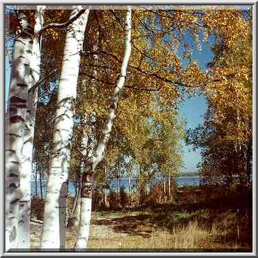 View of Gulf of Finland from Dybki Park in ...[6 words]... Petersburg. Russia, October 2, 2000