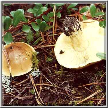 A late autumn mushroom zelenushka (in Russian) 3 ...[9 words]... Petersburg. Russia, October 6, 2000