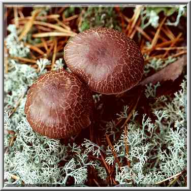 Toadstools in moss 3 miles west from Kanneliarvi, ...[5 words]... Petersburg. Russia, October 6, 2000