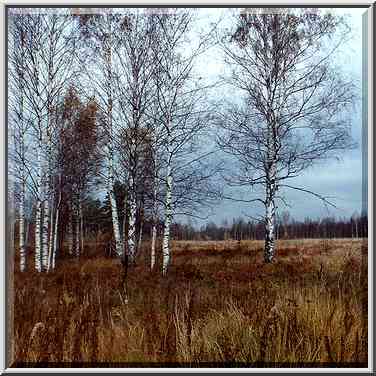 A field 5 mile east from Toksovo, 10 miles north ...[2 words]... Petersburg. Russia, October 8, 2000