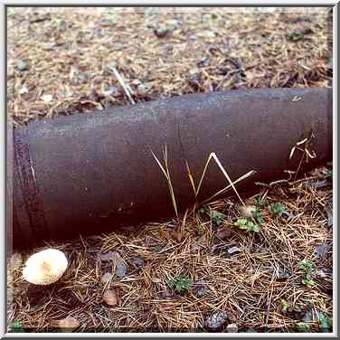 A shell in a forest 5 mile east from Toksovo, 10 ...[4 words]... Petersburg. Russia, October 8, 2000