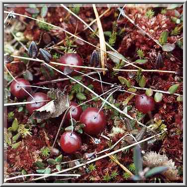 Cranberry in a marsh 5 mile east from Toksovo, 10 ...[4 words]... Petersburg. Russia, October 8, 2000