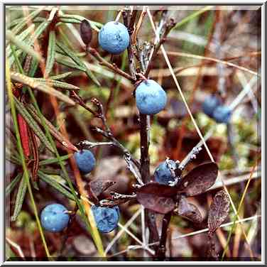 Blueberry in a marsh 5 mile east from Toksovo, 10 ...[4 words]... Petersburg. Russia, October 8, 2000