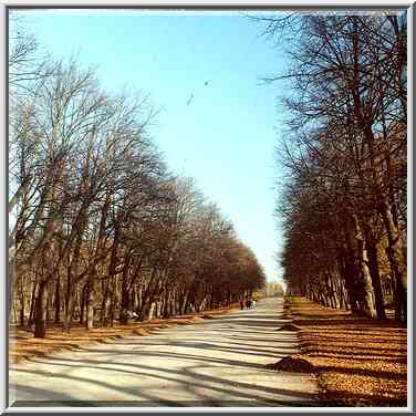 An alley in front of the Palace in Pavlovsk, a ...[4 words]... Petersburg, Russia, October 11, 2000