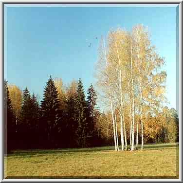 Birches in Pavlovsk Park. Sankt Petersburg, Russia, October 11, 2000