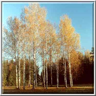 Krug Belykh Berioz (Circle of White Birches) in ...[3 words]... Petersburg, Russia, October 11, 2000