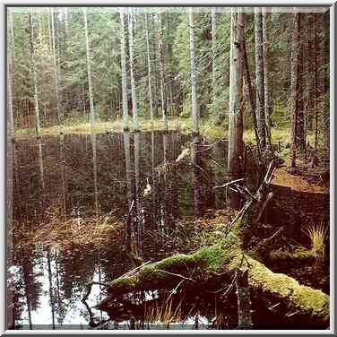 A small lake in fir forest 5 miles east from ...[8 words]... Petersburg. Russia, October 19, 2000