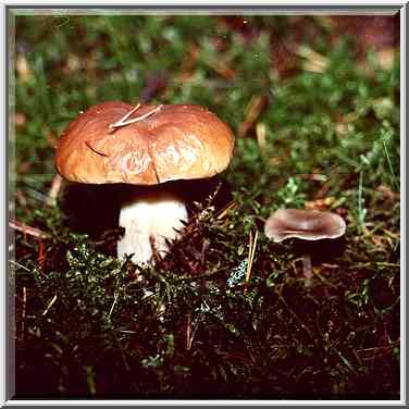 An edible mushroom Boletus edulis (Belyi Grib, in ...[19 words]... Petersburg. Russia, October 19, 2000