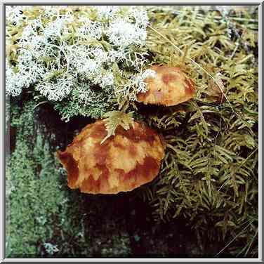 Moss and mushrooms on a stub of a tree in a ...[13 words]... Petersburg. Russia, October 18, 2000