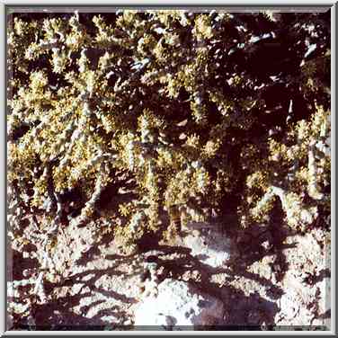 Blooming plants in Negev Desert in northern Beer-Sheva. The Middle East, October 28, 2000