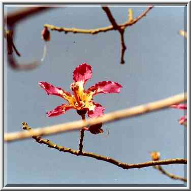 Flowers on a tree with a bottle-like trunk at ...[3 words]... the Middle East, November 4, 2000