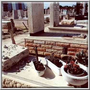 Cacti in Old Cemetery. Beer-Sheva, the Middle East, November 4, 2000