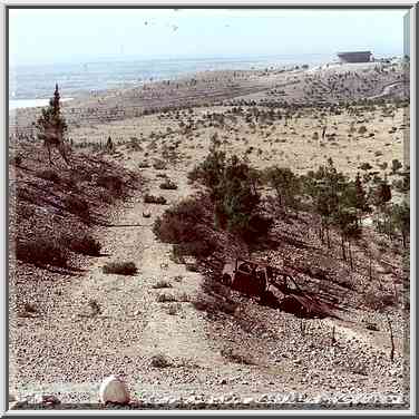 Pine forest in Negev Desert 1 mile north from Beer-Sheva. The Middle East, November 11, 2000