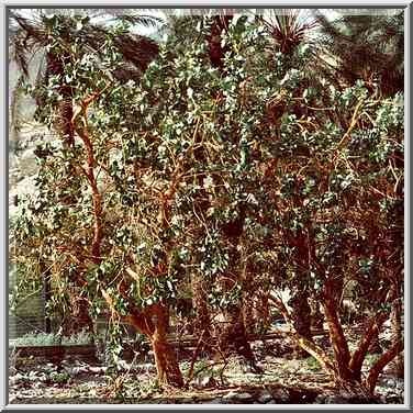 Sodom apple garden. Ein Gedi, the Middle East, November 30, 2000