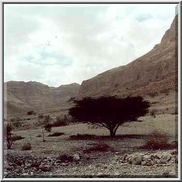 Acacia tree. Ein Gedi, the Middle East, November 30, 2000