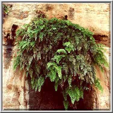 Ferns over Hidden Waterfall at Nahal Arugot. Ein Gedi, the Middle East, November 30, 2000