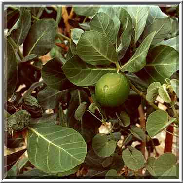 Sodom apples growing on a roadside. Ein Gedi, the Middle East, November 30, 2000