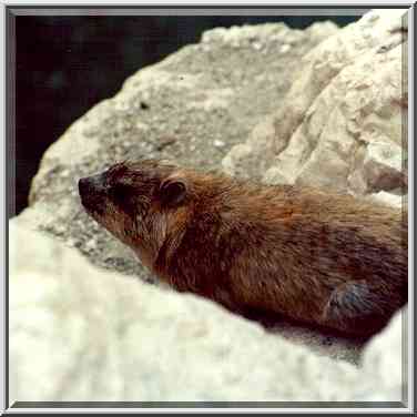 Hyrax, or rock badger near Nahal David. Ein Gedi, the Middle East, November 30, 2000