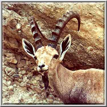 An ibex on a trail near Nahal David. Ein Gedi, the Middle East, November 30, 2000