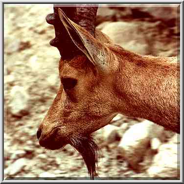 An ibex close-up on a trail near Nahal David. Ein Gedi, the Middle East, November 30, 2000