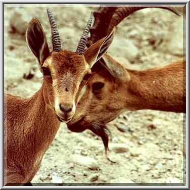 Ibexes crowding on a trail near Nahal David. Ein Gedi, the Middle East, November 30, 2000